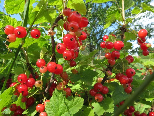 Macro Photo Nature Red Currant Berries Red Currant Berries Image — Stock Photo, Image