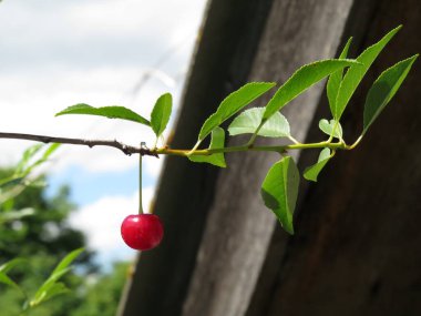 Yazın başında hasat öncesi dalda kırmızı ve tatlı kirazlar