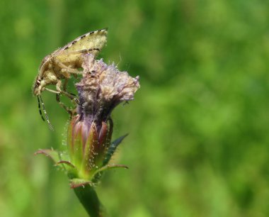 Kırmızı pamuk böceği, pamuk boyacı, böcekler, hayvanlar, doğa..