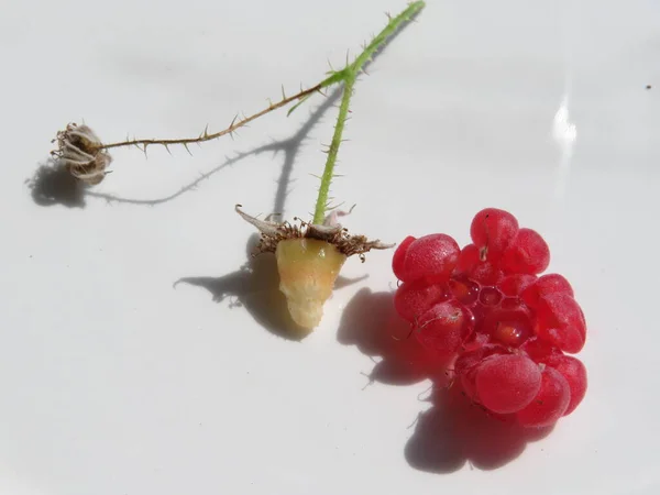 Raspberry Fruit Collections Ізольована Білому Тлі Макро — стокове фото