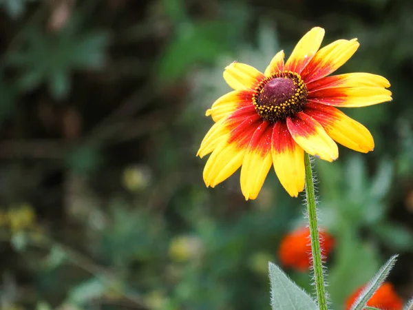 Желтый Красный Цветок Саду Сиял Солнце — стоковое фото