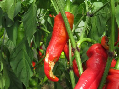 Kırmızı biberler beyaza izole edilmiş.