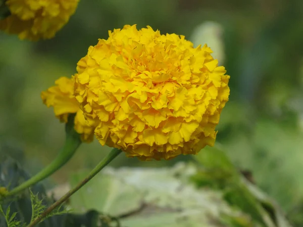 白色背景的黄菊花 — 图库照片