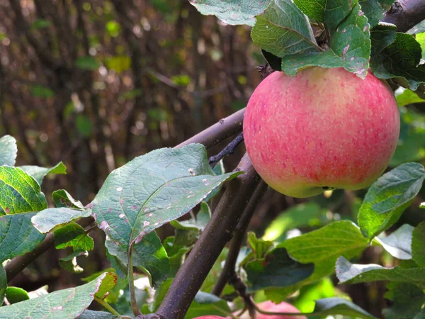 Rote Äpfel auf Apfelbaumzweig — Stockfoto