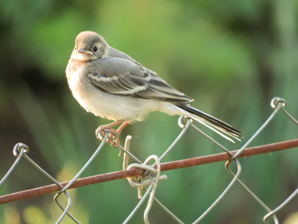 Eine Selektive Fokusaufnahme Eines Vogels Der Auf Dem Grasbedeckten Feld — Stockfoto