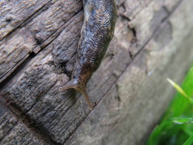 Bahçedeki salyangoz, marul yaprağı yiyor. Bahçede schneckenplage.