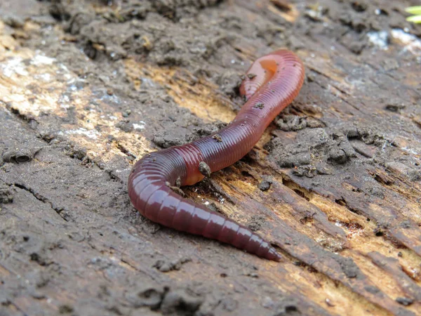 Roter Regenwurm Isoliert Auf Einem Baumhintergrund — Stockfoto