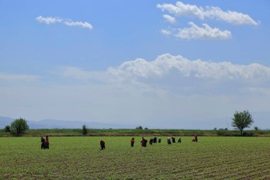 Pamuk tarlasında tarım işçileri. Türkiye 'nin Ege bölgesinde ekili alanda çapalama faaliyetleri.