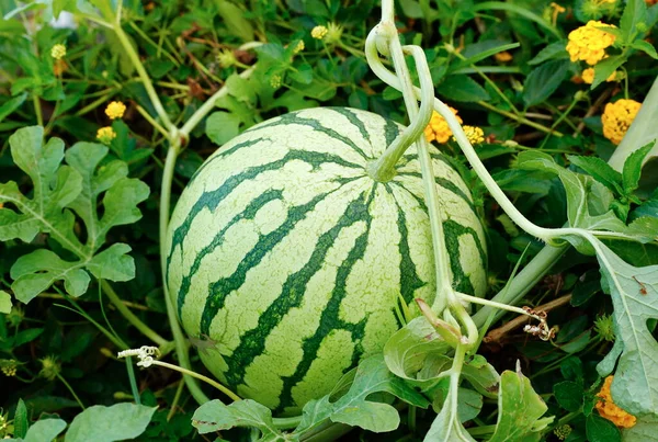 Een Uitzicht Watermeloen Het Veld — Stockfoto