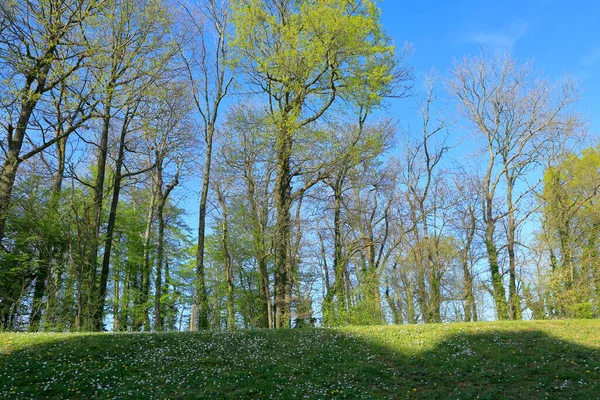 Les Couleurs Printanières Ont Commencé Montrer Nature Les Arbres Images De Stock Libres De Droits