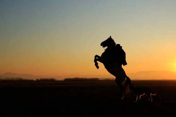 Rider and prancing horse. A view at sunset. Cappadocia, Turkey