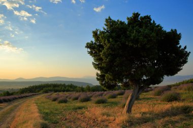 Bir patika ve lavanta tarlaları arasında yalnız bir ağaç manzarası.