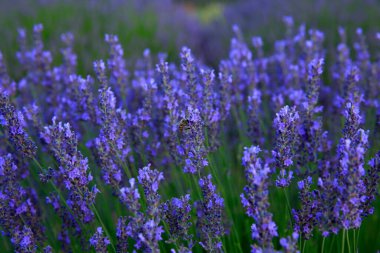 Lavanta tarlası. Olgun lavanta tarlası hasat edilecek. yakın çekim görünümü.