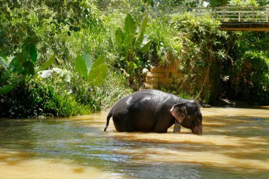 Pinnawala, Fil Yetimhanesi, Sri Lanka - Nisan 02, 2016: Sri Lanka filleri. Turistler bu parktaki fillerle temas kurabilirler. Onlara yemek vermek ya da nehirde yıkamak gibi bir şey..