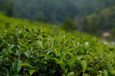 Çay çiftliği. Eliya Nuwara, Sri Lanka.
