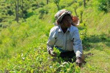 Kandy, Sri Lanka - 4 Nisan 2016: Çay tarlasında çay toplayan kadınlar. Sri Lankalı bir Tamil kadın geleneksel yolma yöntemiyle tarlada çay yapraklarını kırıyor..