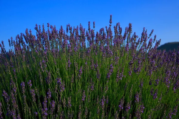 Lavanta tarlası. Olgun lavanta tarlası hasat edilecek. yakın çekim görünümü.