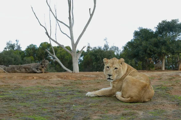 Gammel Løve Vender Mod Kameraet Australien - Stock-foto