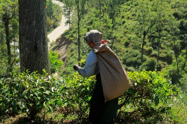Kandy, Sri Lanka. Çay tarlasında çay toplayan kadınlar. Sri Lankalı bir Tamil kadın geleneksel yolma yöntemiyle tarlada çay yapraklarını kırıyor..