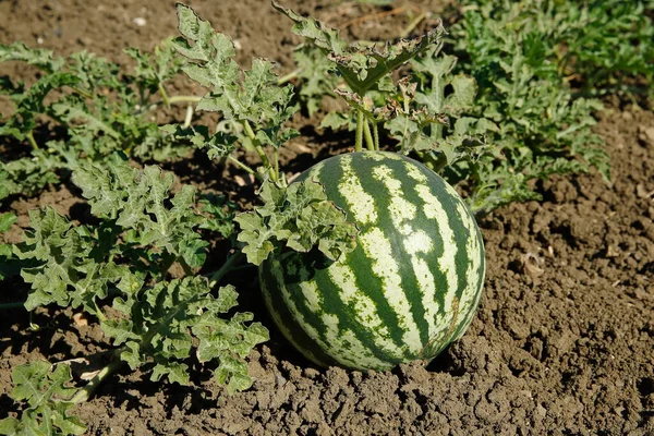 View of watermelon in a field with ripe green leaves for harvest.