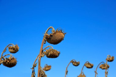 Kuraklığa teslim olmuş bir tarlanın manzarası. Küresel iklim değişikliği sonucu susuzluktan kuruyan bir ayçiçeği tarlası..