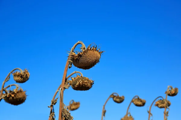 Kuraklığa teslim olmuş bir tarlanın manzarası. Küresel iklim değişikliği sonucu susuzluktan kuruyan bir ayçiçeği tarlası..