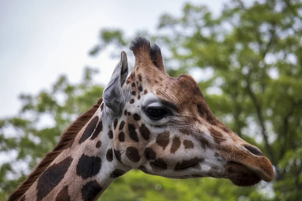 Polonya Bir Botanik Bahçesinde Zürafa — Stok fotoğraf