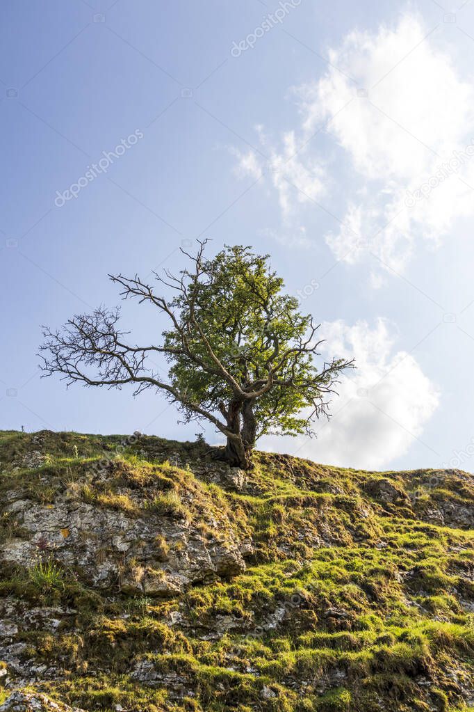 A beautiful landscape with a tree on a sunny day in a natural nature reserve in England
