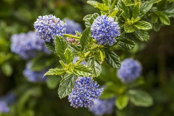 Hermosas Flores Primavera Parque Inglés Wolverhampton — Foto de Stock