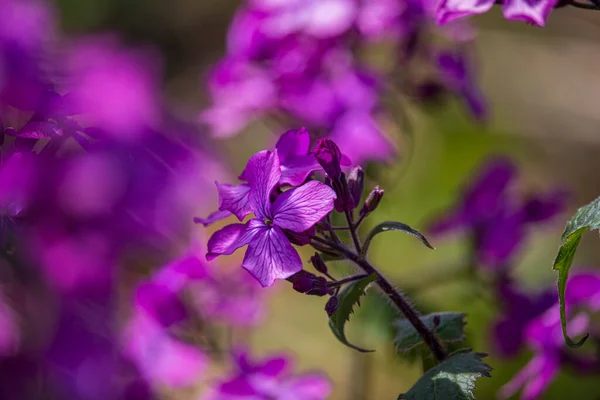 Krásné Jarní Květiny Anglickém Parku Wolverhamptonu — Stock fotografie