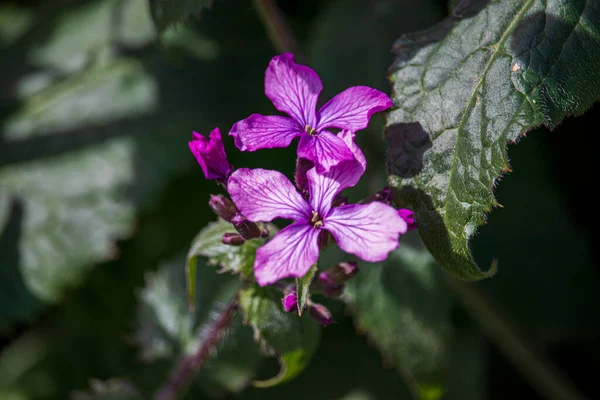 Beautiful Spring Flowers English Park Wolverhampton — Stock Photo, Image