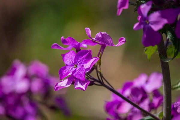 Vackra Vårblommor Engelsk Park Wolverhampton — Stockfoto