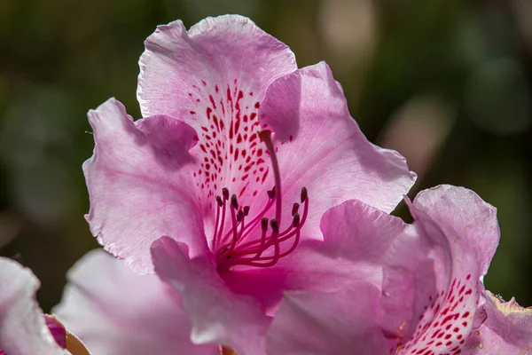 Hermosas Flores Primavera Parque Inglés Wolverhampton —  Fotos de Stock