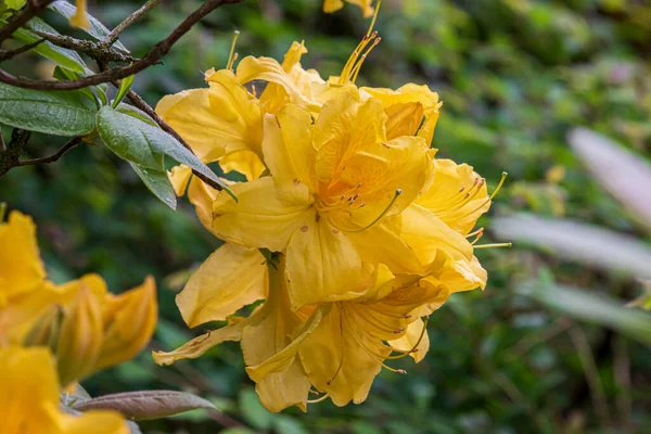 Schöne Frühlingsblumen Einem Englischen Park Wolverhampton — Stockfoto