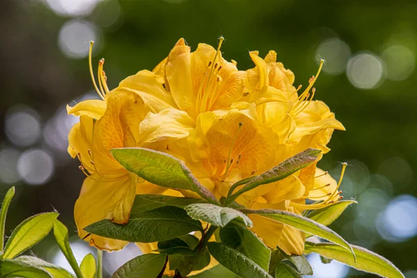 Gyönyörű Tavaszi Virágok Egy Angol Parkban Wolverhampton — Stock Fotó