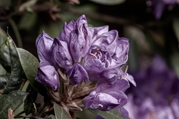 Vackra Vårblommor Engelsk Park Wolverhampton — Stockfoto