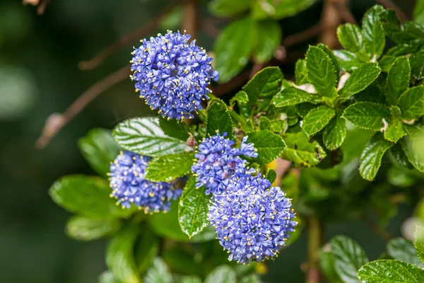 Schöne Frühlingsblumen Einem Englischen Park Wolverhampton — Stockfoto