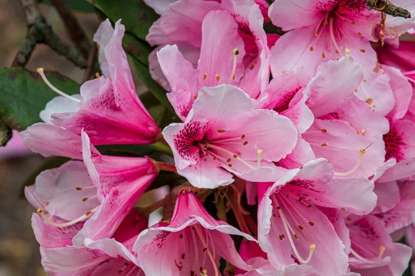 Gyönyörű Tavaszi Virágok Egy Angol Parkban Wolverhampton — Stock Fotó