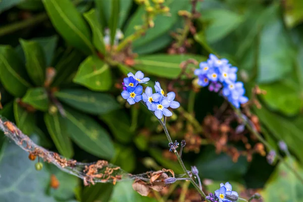 Мбаппе Распускает Цветы Английском Парке Вулфэмптоне — стоковое фото