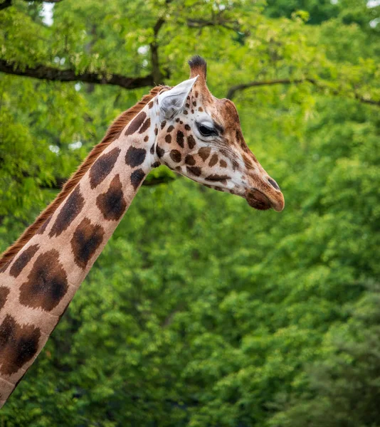 Afrika Zürafa Memelisi Uzun Hayvan — Stok fotoğraf