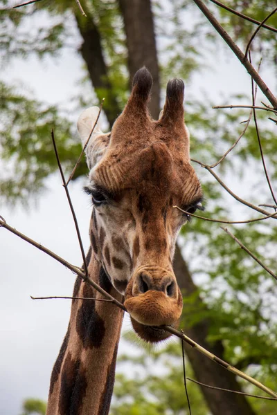 Afrika Zürafa Memelisi Uzun Hayvan — Stok fotoğraf