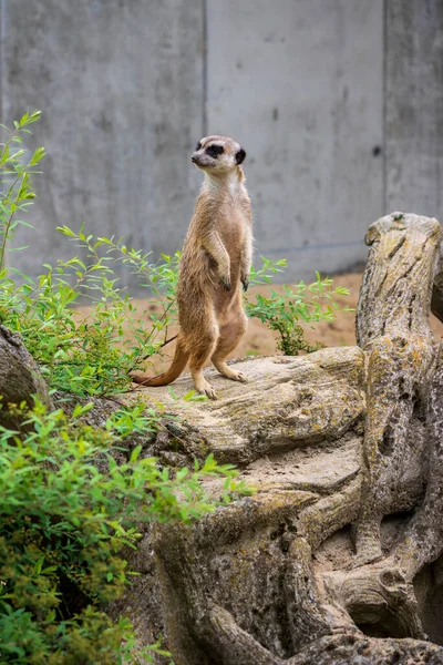 Meerkat Cinzento Meerkat Uma Espécie Mamífero Predatório Família Dos Mangustos — Fotografia de Stock