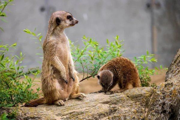 Meerkat Gris Meerkat Una Especie Mamífero Predador Familia Las Mangostas — Foto de Stock