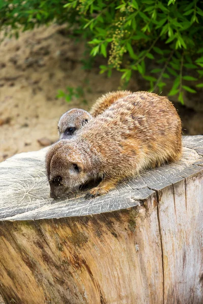 ポーランド動物園の動物 — ストック写真