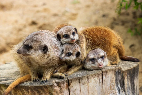 Animales Zoológico Polaco — Foto de Stock