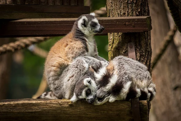 ポーランド動物園の動物 — ストック写真