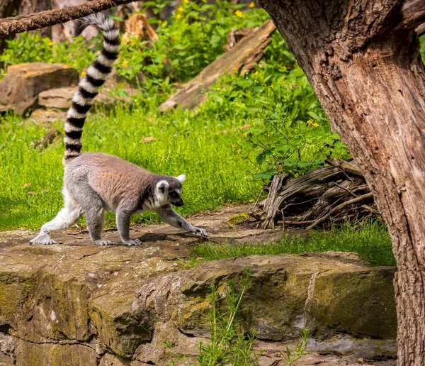 Animais Jardim Zoológico Polaco — Fotografia de Stock