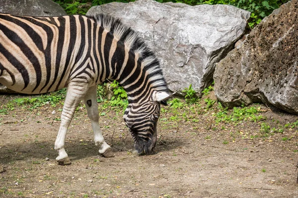 Polonya Hayvanat Bahçesindeki Hayvanlar — Stok fotoğraf