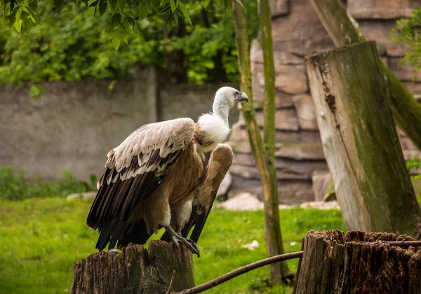 Vulture Kebun Binatang Polandia — Stok Foto