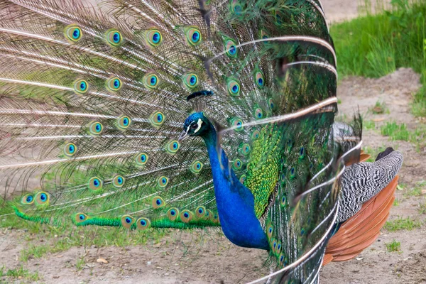 Seekor Burung Merak Yang Indah Taman Botani — Stok Foto